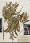 Foto von Salix lemmonii Bebb